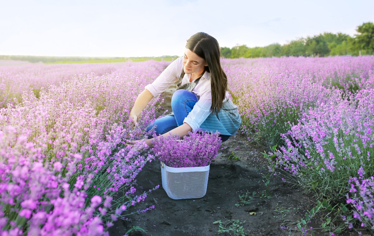 Junge-Frau-erntet-Lavendel